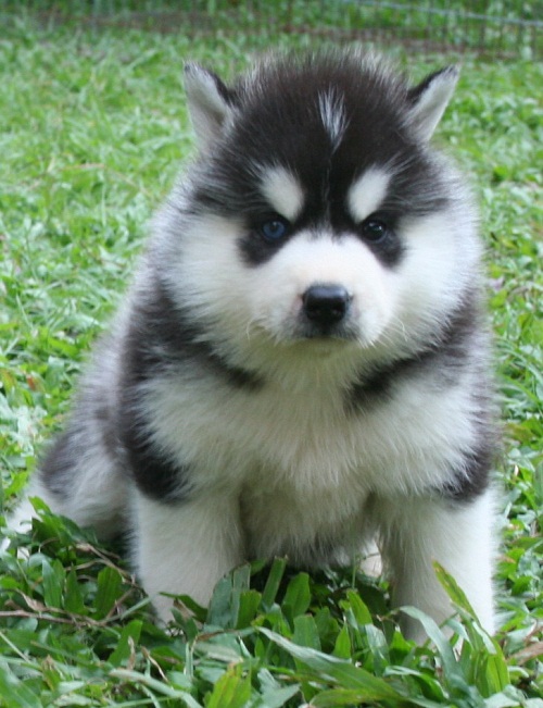 -Allbest kennel ไซบีเรียนฮัสกี้ เกรดพรีเมี่ยม ฟาร์มมาตรฐานและใหญ่สุดในประเทศไทย