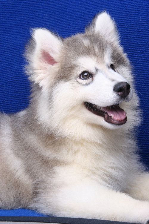 -Allbest kennel ไซบีเรียนฮัสกี้ เกรดพรีเมี่ยม ฟาร์มมาตรฐานและใหญ่สุดในประเทศไทย