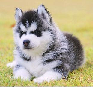 -Allbest kennel ไซบีเรียนฮัสกี้ เกรดพรีเมี่ยม ฟาร์มมาตรฐานและใหญ่สุดในประเทศไทย