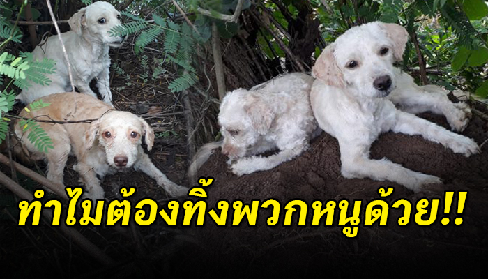 พวกหนูถูกนำมาทิ้ง เพราะเจ้าของไม่ต้องการพวกหนูอีกแล้ว