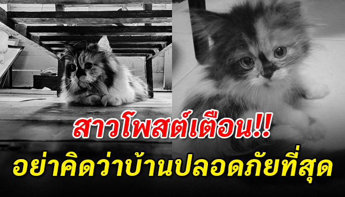 สาวโทษตัวเอง ทำให้แมวที่รักต้องจากไป แม้จะเลี้ยงระบบปิด จนแมวสิ้นลม