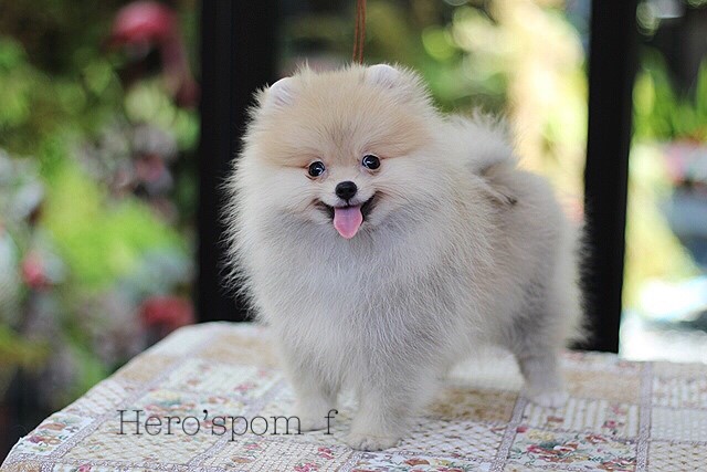 Hero's pom ขายปอมเมอเรเนียน สีส้ม เพศเมีย อายุ 2 เดือน สอบถาม Line : @heropom