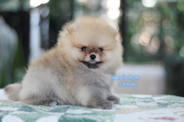 Hero's pom ขายปอมเมอเรเนียน สีส้ม เพศผ้ อายุ 2 เดือน สอบถาม Line : @heropom