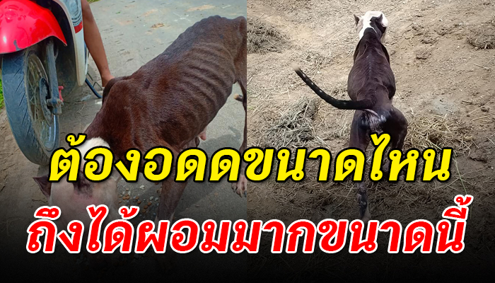 พิทบูลถูกปล่อยทิ้งเนื้อตัวผอมแห้งอยู่ข้างถนนมีแต่ป่าไม่มีบ้านคน