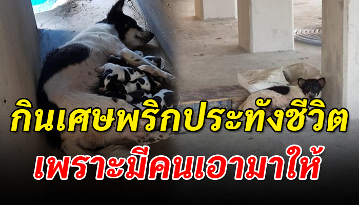 หมาแม่ลุกอ่อน กินเศษพริกประทังชีวิต เพราะเจ้าของไม่สนใจให้เลี้ยงลูกลำพัง