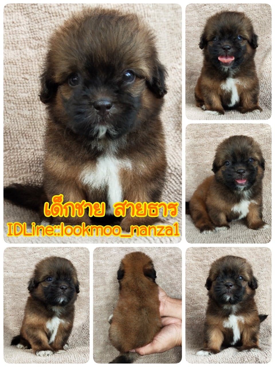 ชิสุผสมปอม