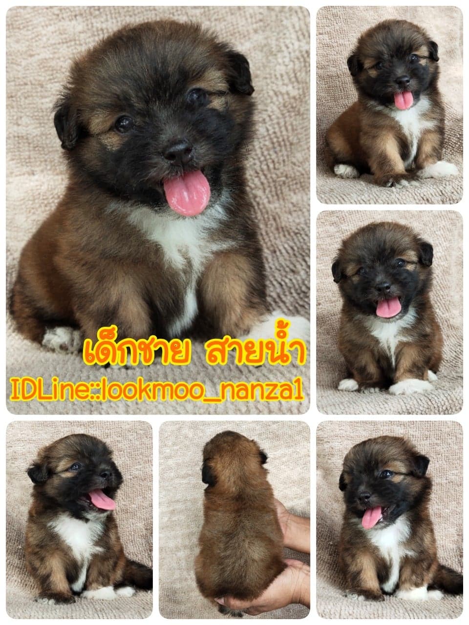 ชิสุผสมปอม