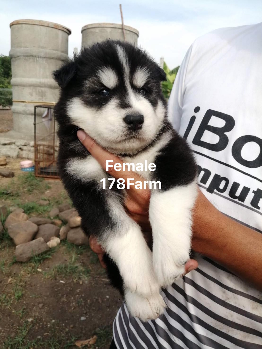 #ไซบีเรียนวู้ดลี่โค้ด เกรดหมีๆ 12,000 บาท   (รวมใบเพดฯ)