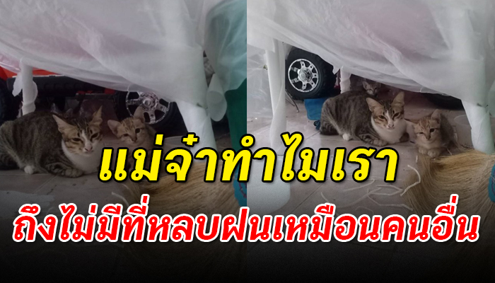 ถูกเขาไล่แต่ก็ไร้ที่จะไปทั้งแม่ลูก มานั่งแอบหลบฝนในชายคาบ้านคนอื่น