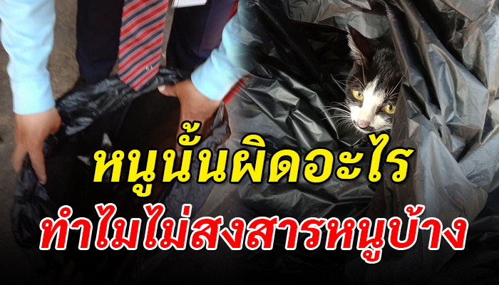 เหมียวท้องแก่ สั่งให้จับไปปล่อย เพราะเป็นแมวจรที่มาขออาศัยในพื้นที่บริษัท