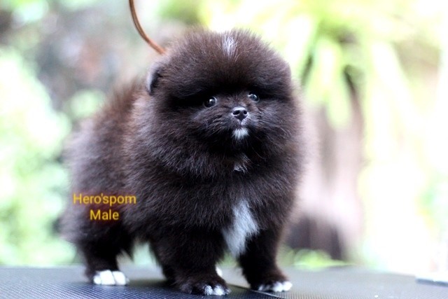 Hero'pom จำหน่ายปอมหน้าหมี สายเลือดดี รับประกันสุขภาพนาน 30 วัน Line : @heropom