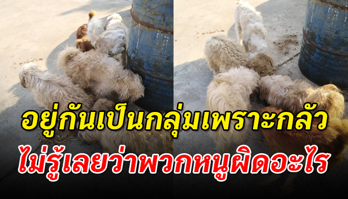 เอามาปล่อยไว้ทั้งครอบครัวกลางถนน ไม่รู้จะหลบไปทางไหนได้แต่เกาะกันไว้เป็นกลุ่ม