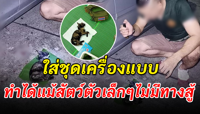 หนุ่มโพสต์ตัดพ้อ หลังเอาหารให้แมวจรเป็นประจำกลับถูกคนใจบาปขับรถทับอย่างไร้เมตตา