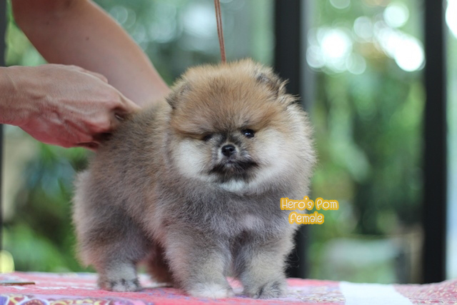Hero's pom ขายปอมเมอเรเนียน สีส้ม เพศเมีย อายุ 2 เดือน สอบถาม Line : @heropom