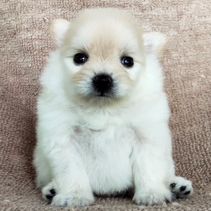 ปอมแท้