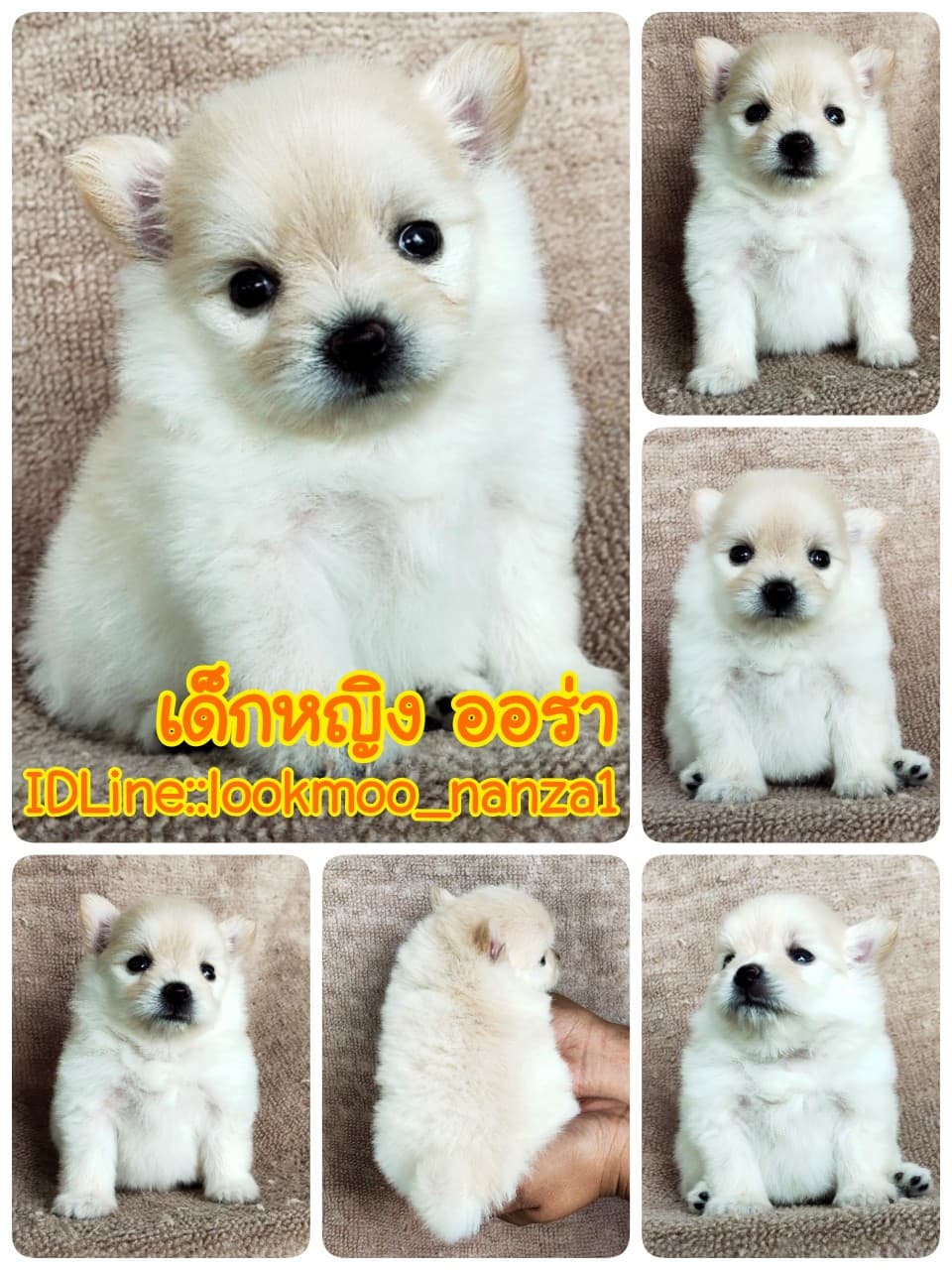 ปอมแท้
