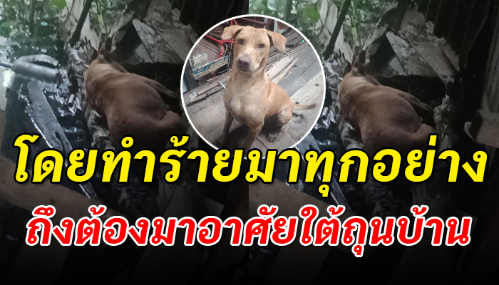 โดนเขาไล่โดนเขาฟาดต้องวิ่งหนีมาเป็นเดือน ทนอยู่ด้วยความหวาดระแวงแม้ยามจะหลับ