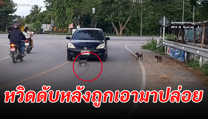 หวิดถูกทับหลังถูกจับมาปล่อยไว้กลางสี่แยก ด้วยยังเล็กไม่รู้หนทางเอาชีวิตรอด
