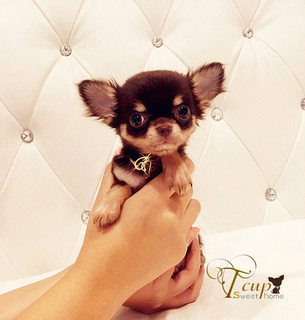 ROMEO