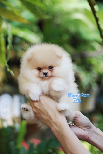 Hero's pom ขายปอมเมอเรเนียน สีครีม เพศผ้ อายุ 2 เดือน สอบถาม Line : @heropom