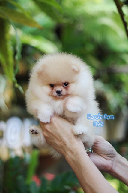 Hero's pom ขายปอมเมอเรเนียน สีครีม เพศผ้ อายุ 2 เดือน สอบถาม Line : @heropom