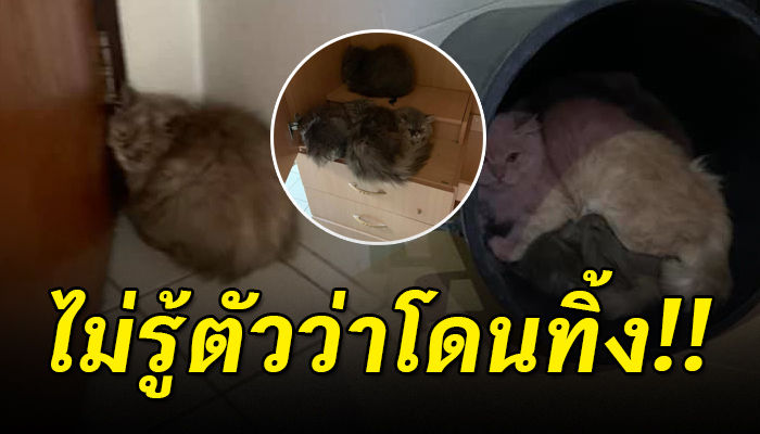 เจ้าเหมียว10 กว่าชีวิตได้แต่รอเจ้าของกลับมา ไม่รู้เลยว่าถูกทิ้ง ไม่รู้ชะตาชีวิต