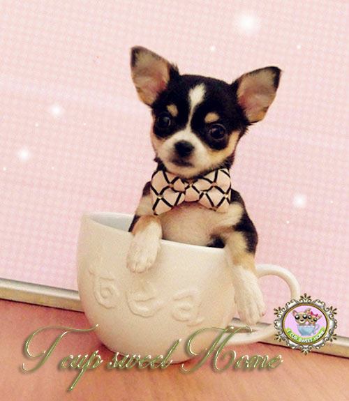 ชิวาวา ฟาร์มแรกของประเทศไทย T cup sweet home