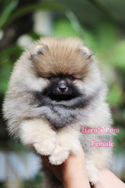 Hero's pom ขายปอมเมอเรเนียน สีส้ม เพศผ้ อายุ 2 เดือน สอบถาม Line : @heropom