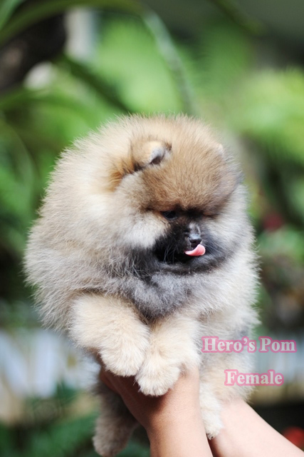 Hero's pom ขายปอมเมอเรเนียน สีส้ม เพศผ้ อายุ 2 เดือน สอบถาม Line : @heropom