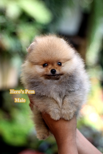 Hero's pom ขายปอมเมอเรเนียน สีส้ม เพศผ้ อายุ 2 เดือน สอบถาม Line : @heropom