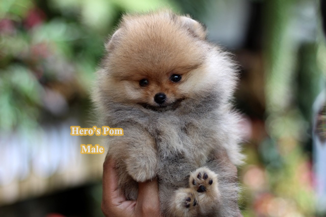 Hero's pom ขายปอมเมอเรเนียน สีส้ม เพศผ้ อายุ 2 เดือน สอบถาม Line : @heropom