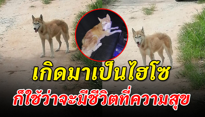 เจ้าของเก่าย้ายไปปล่อยไว้ให้แม่ผัวเลี้ยง แต่ข้าวสักเม็ดก็ไม่เคยได้ตกถึงท้อง