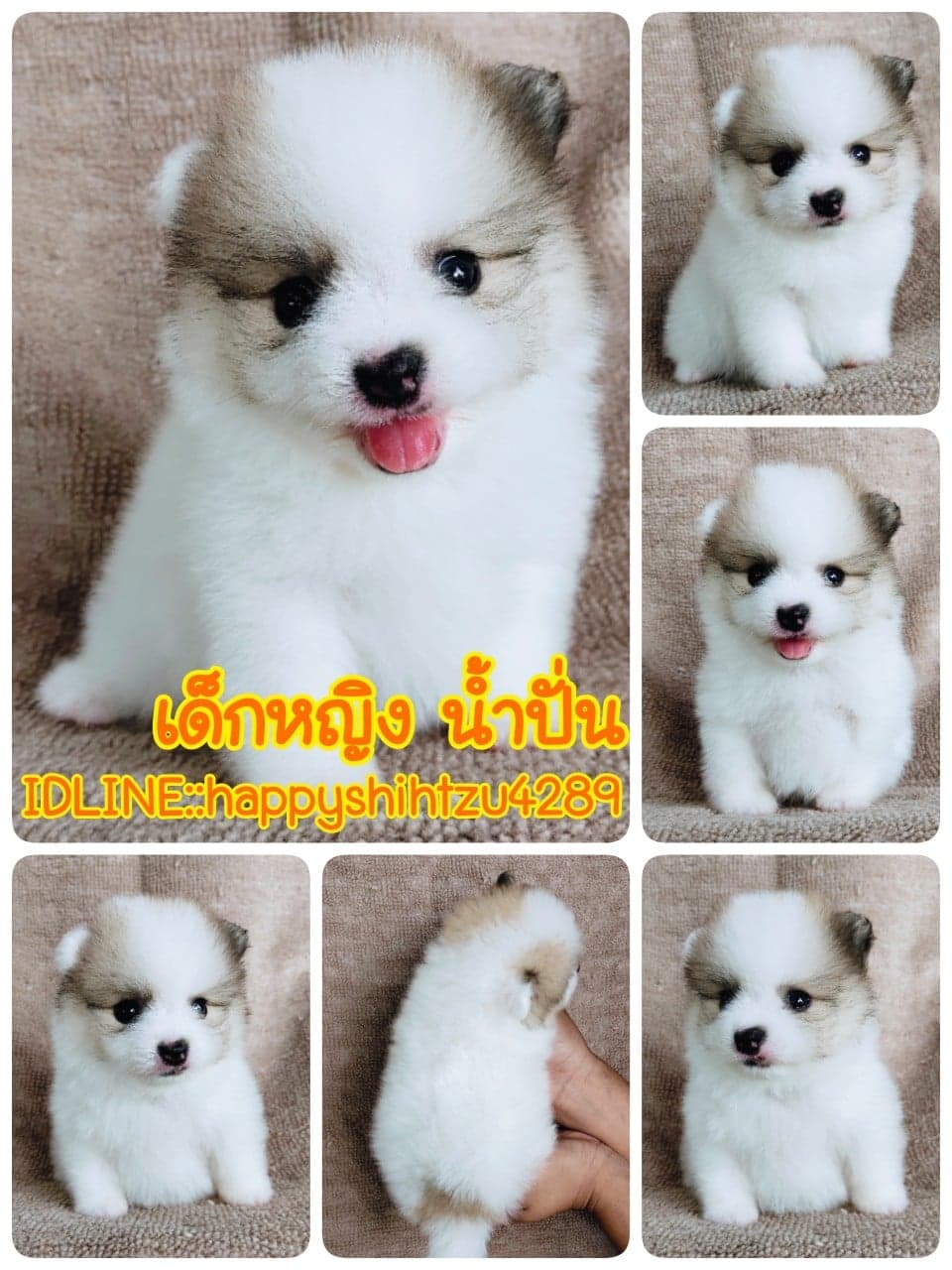 ปอมแท้สีปาร์ตี้8500.-