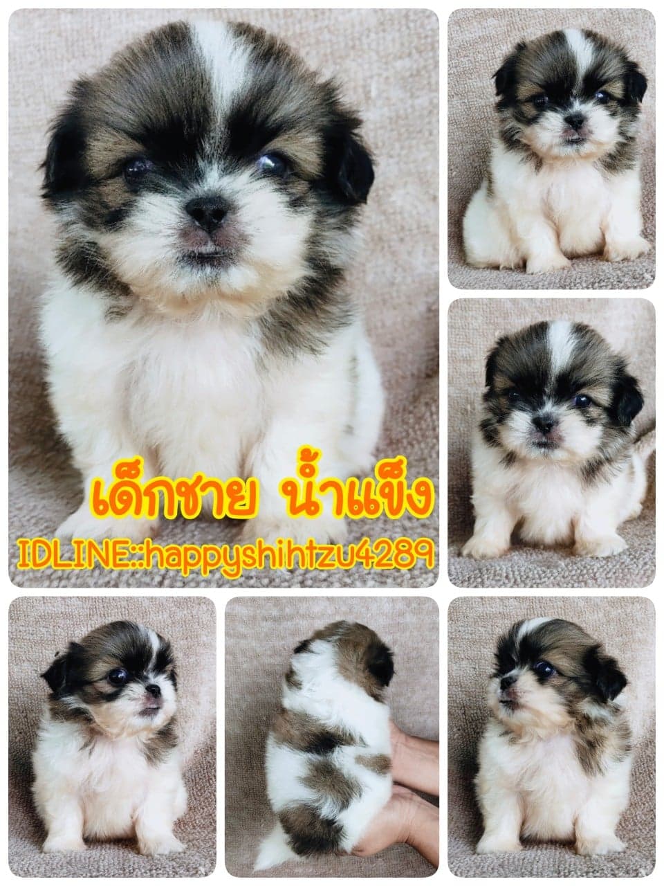 ชิสุทอยแท้!!!! 3สี