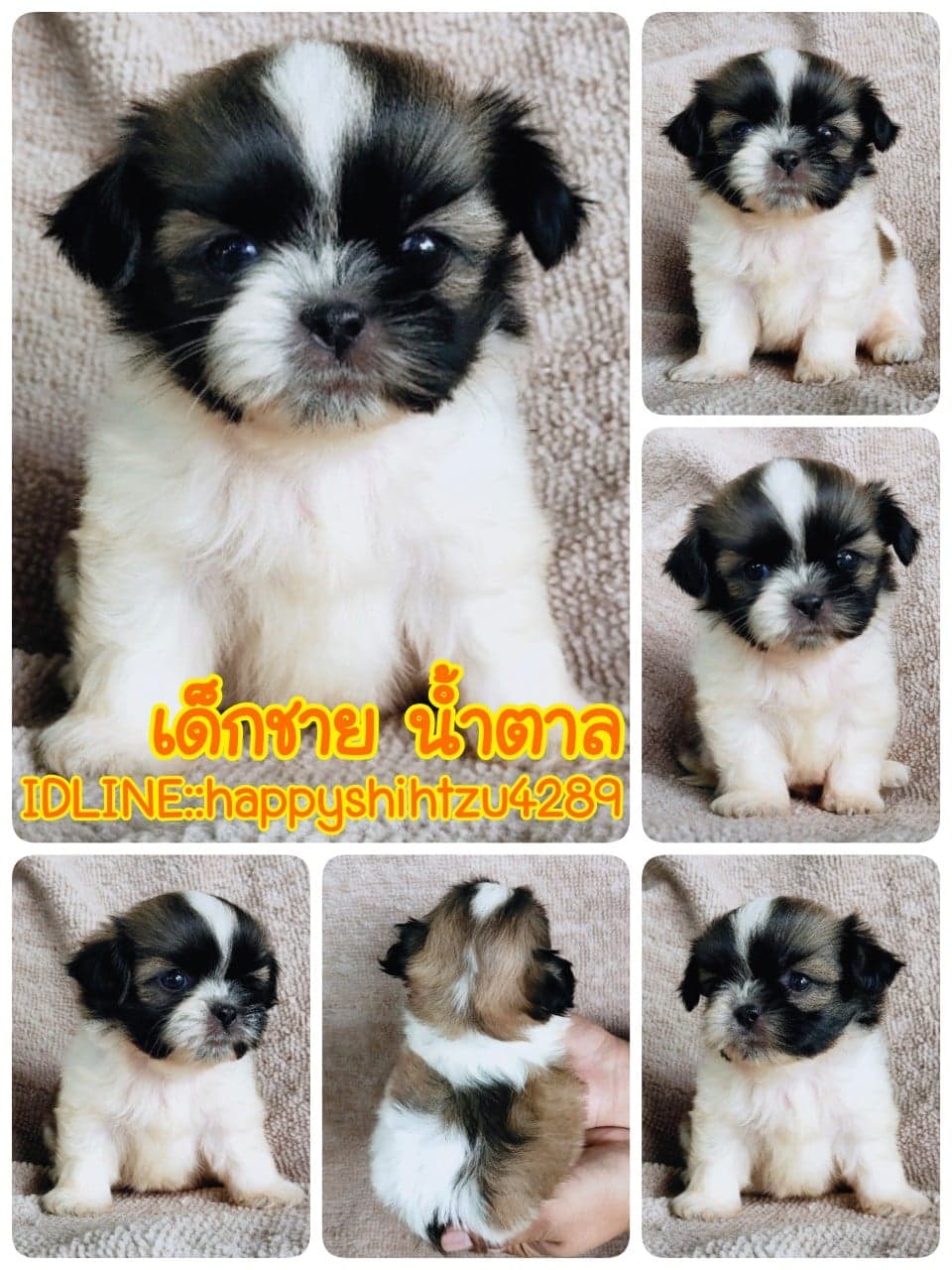 ชิสุทอยแท้!!!! 3สี