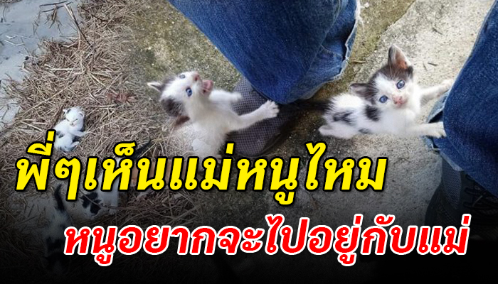 แมวน้อยร้องระงมหาแม่ หลังถูกเขาพรากแม่ไปจากอก ได้แต่เกาะกลุ่มกันไว้