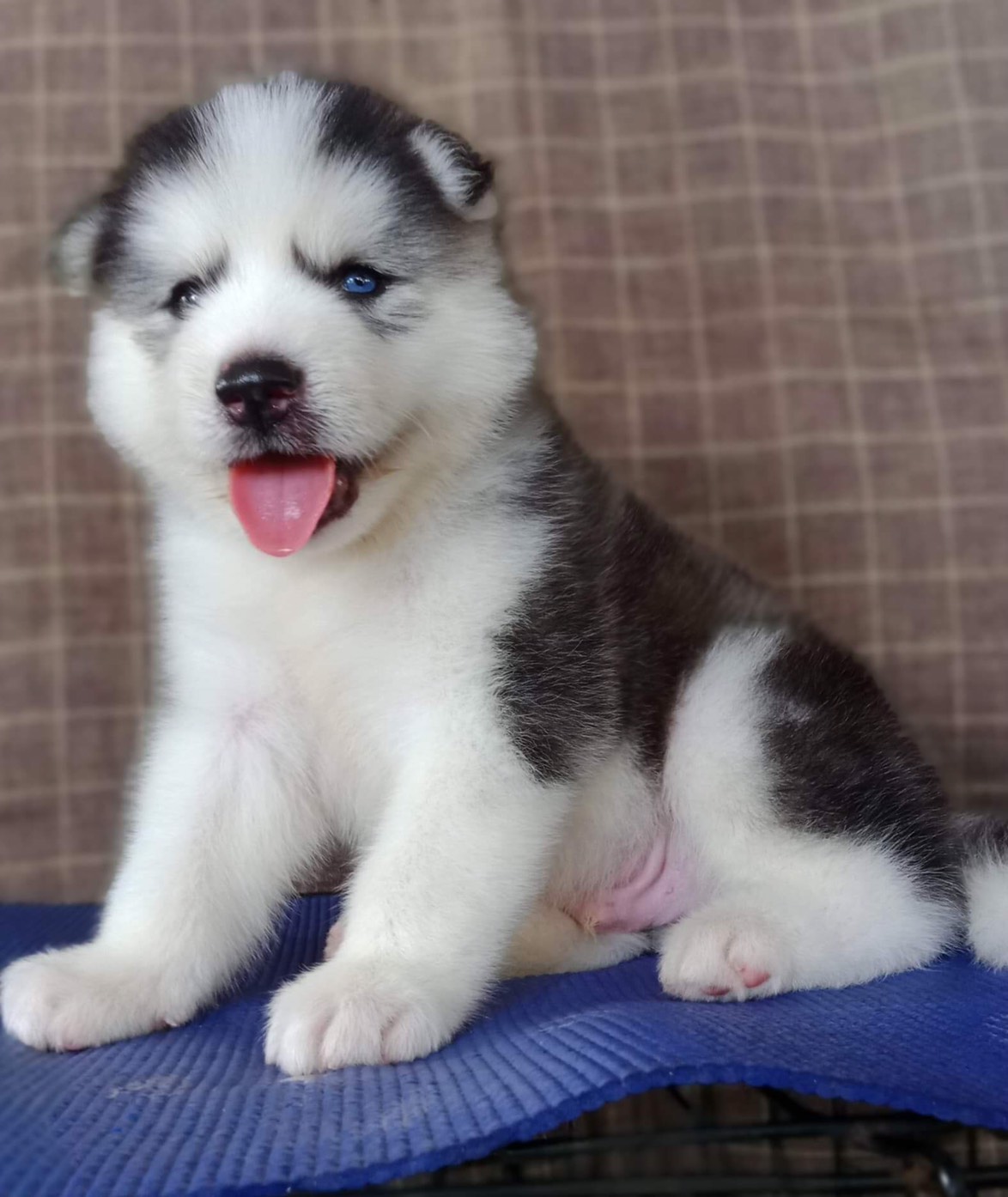 #ไซบีเรียนวู้ดลี่โค้ด 🐶