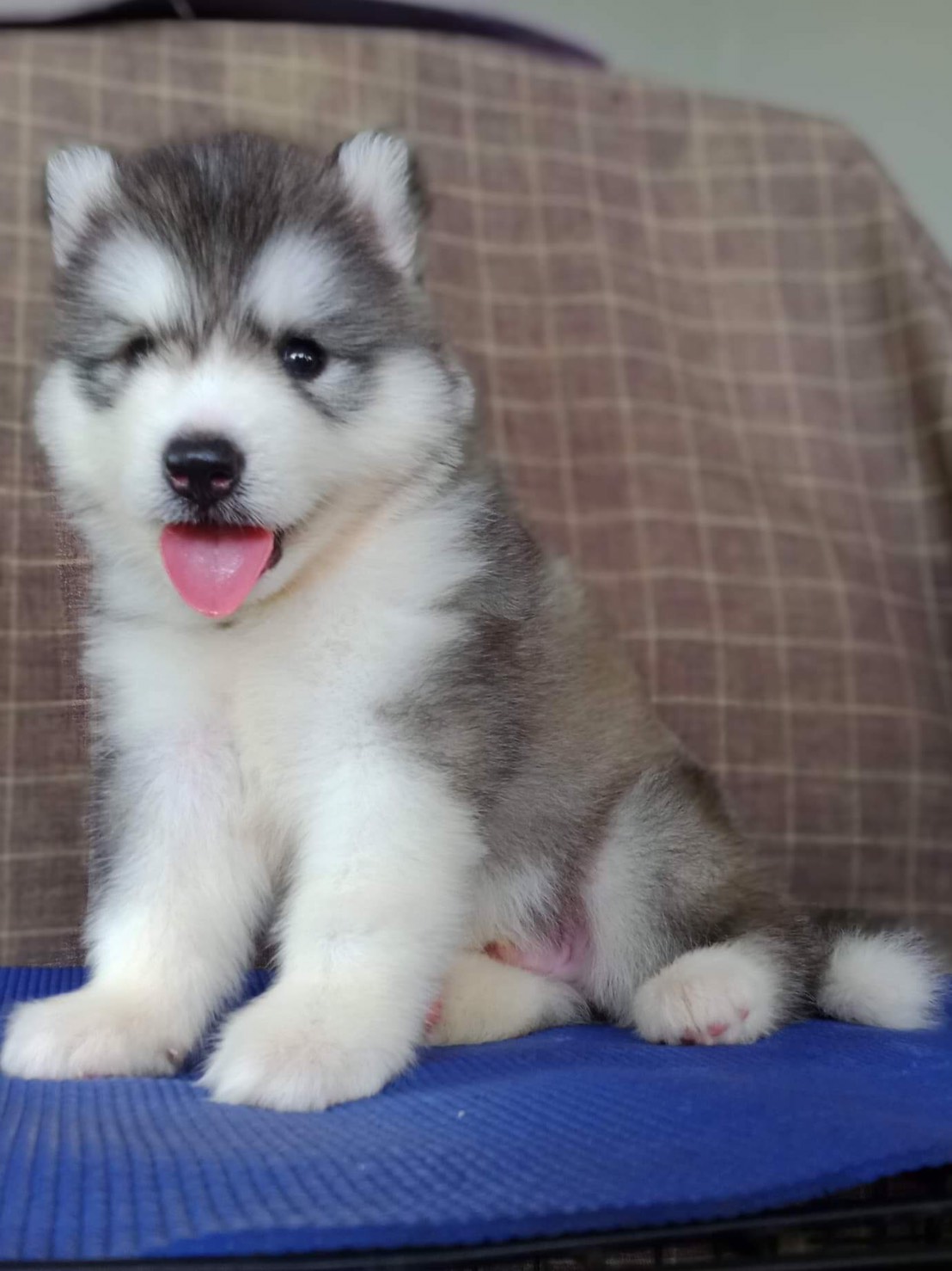 #ไซบีเรียนวู้ดลี่โค้ด 🐶