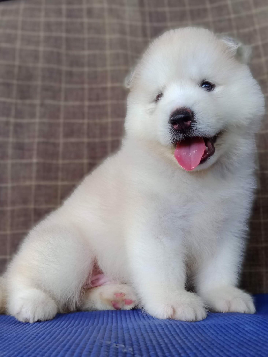 #ไซบีเรียนวู้ดลี่โค้ด 🐶