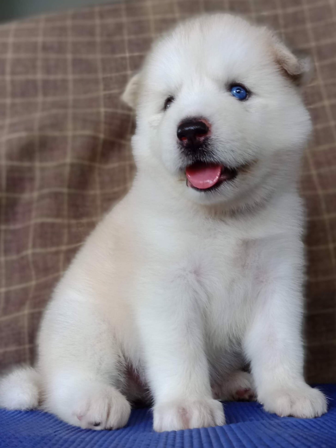 #ไซบีเรียนวู้ดลี่โค้ด 🐶