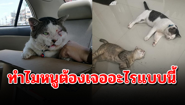 ที่สุดของความโชคดีเป็นแมวจรมาหลายปีจนได้บ้าน แต่กลับโชคร้ายหลังมีบ้านไม่กี่วัน