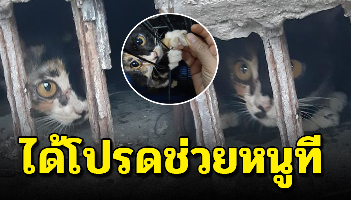 แอบอาศัยในตรอกแคบๆ หลังติดอยู่ในท่อระบายน้ำ โผล่หน้าออกมาส่งเสียงร้องหวังให้ช่วย