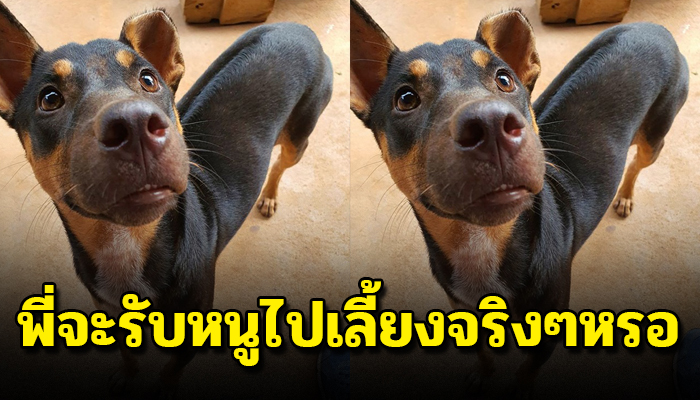 เป็นหมาไร่ข้างๆ แต่เจ้าของไม่สนใจเลี้ยงแบบตามยถากรรมเพราะเป็นหมาไม่ชอบเห่า