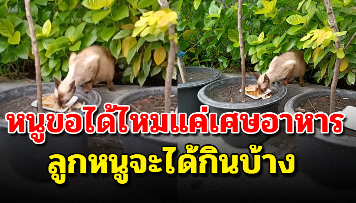 เจ้าแมวอ้อนวอนขออาหารจากคนที่เดินผ่านไปมา หวังแค่เพียงให้ลูกในท้องได้อิ่ม