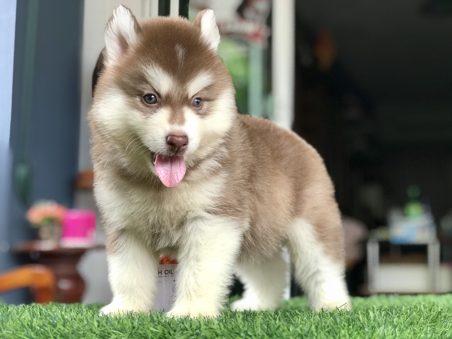 #ไซบีเรียนวู้ดลี่โค้ด 🐶