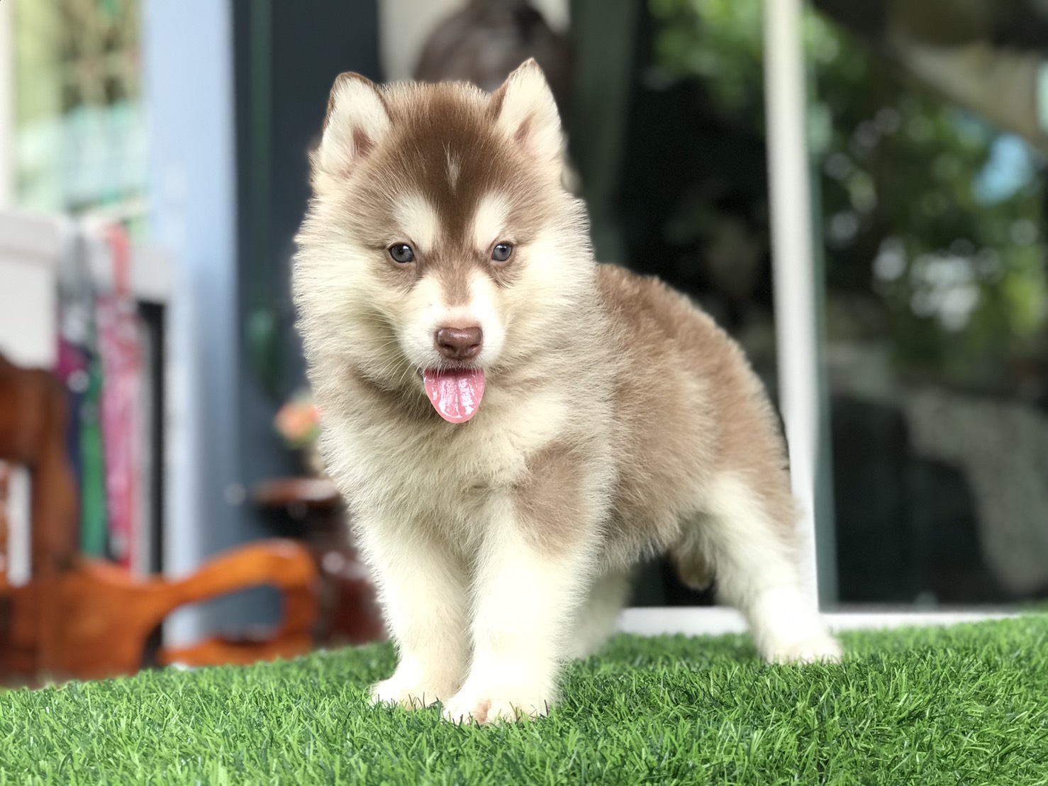 #ไซบีเรียนวู้ดลี่โค้ด 🐶
