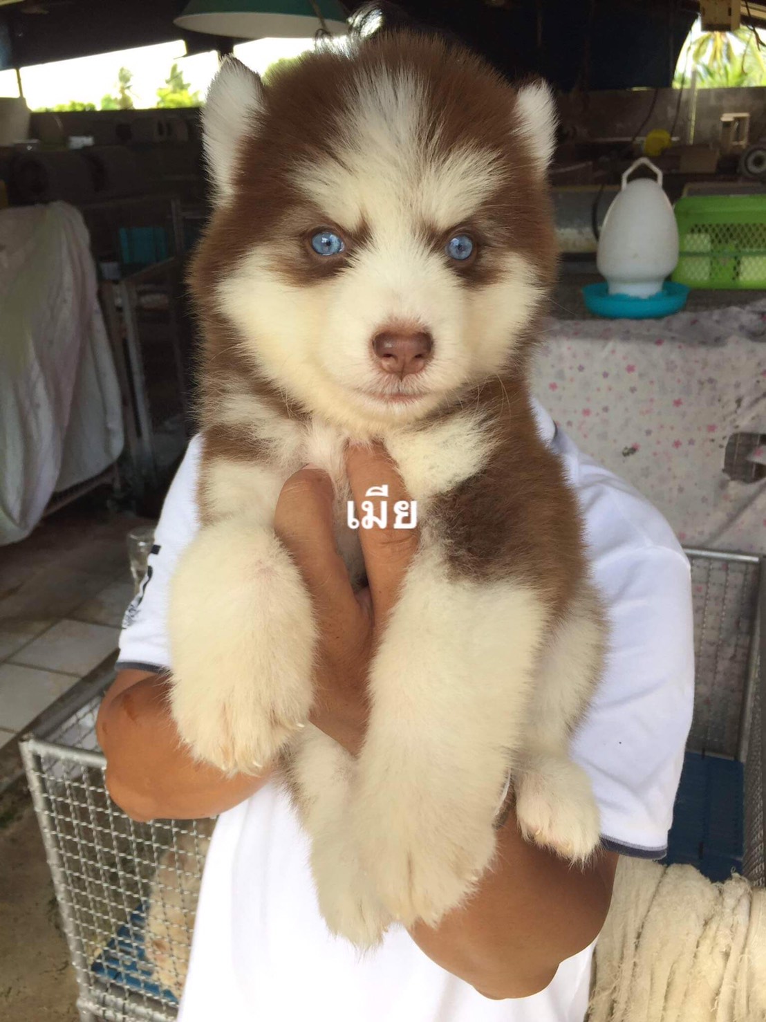 #ไซบีเรียนวู้ดลี่โค้ด 🐶
