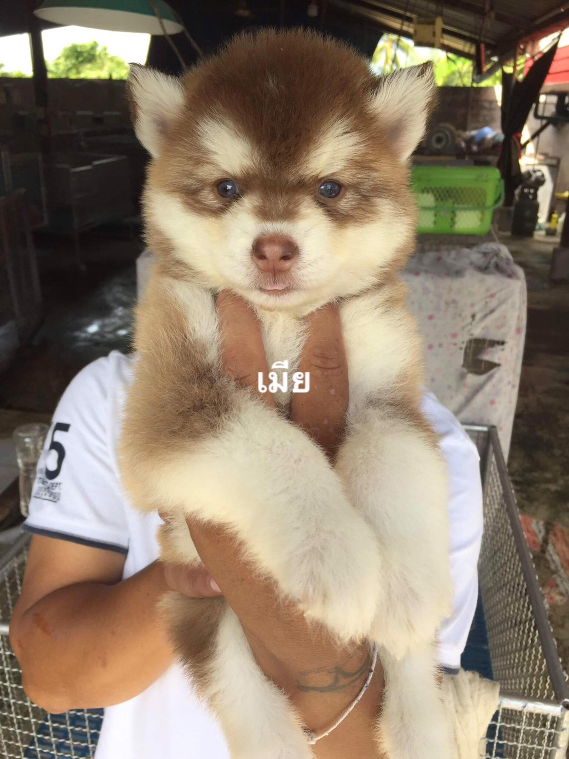 #ไซบีเรียนวู้ดลี่โค้ด 🐶