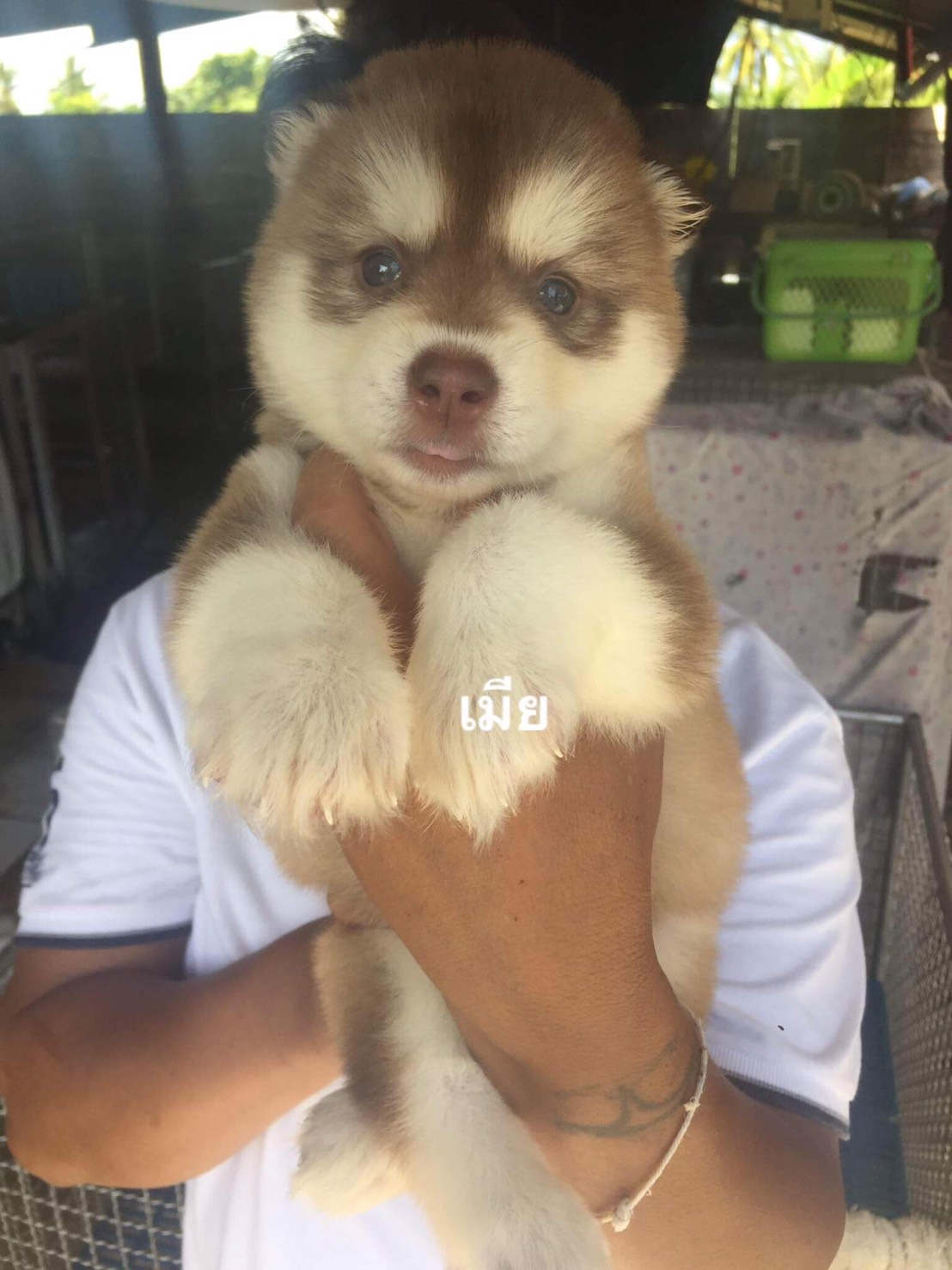 #ไซบีเรียนวู้ดลี่โค้ด 🐶