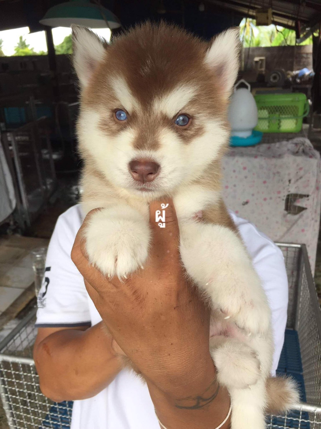 #ไซบีเรียนวู้ดลี่โค้ด 🐶